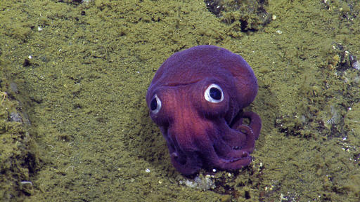 Googly Eyed Stubby Squid