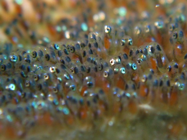 Anemone_Fish_Eggs