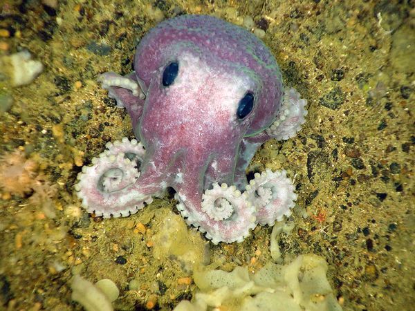 Cuteoctopus