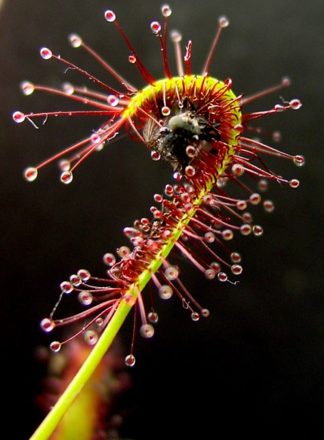 Drosera_capensis_bend